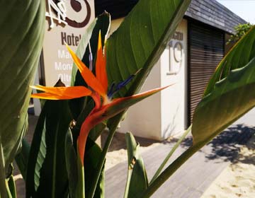 Piante in spiaggia