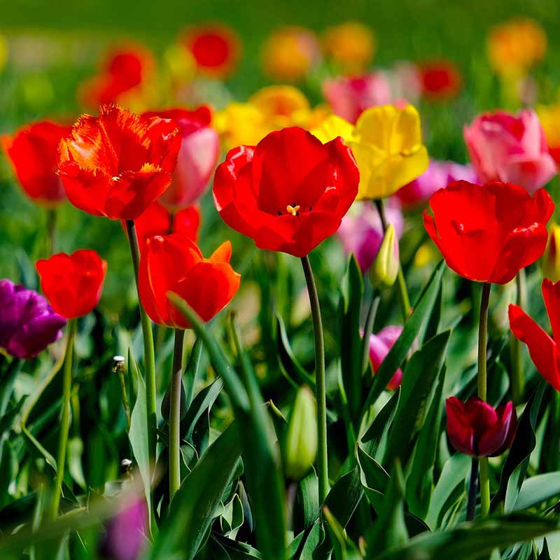 Cattolica in fiore, la